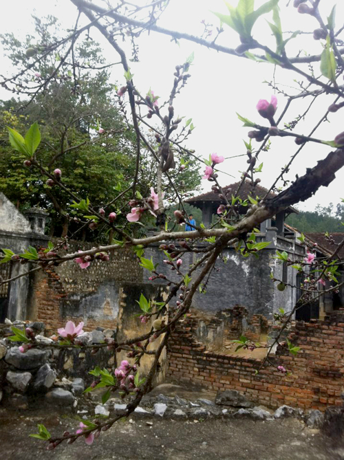 Nhà tù Sơn La nổi tiếng với cây đào Tô Hiệu